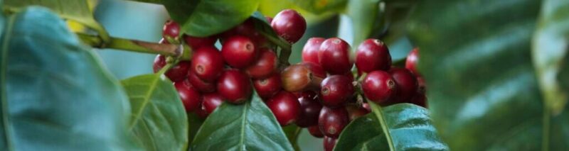 silvio kaffebønner
