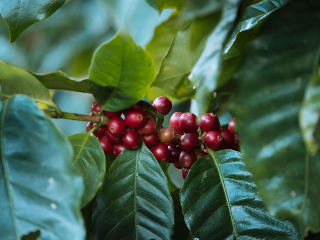 What you need to know about honey processed coffee - honey processed coffee - coffee berries on coffee plants