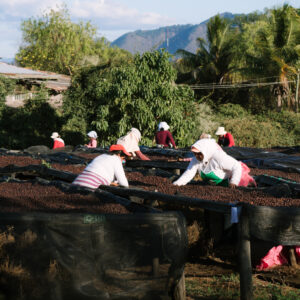 Buy natural coffee from ØNSK- female coffee farmers in Nicaragua turning natural coffee on drying beds