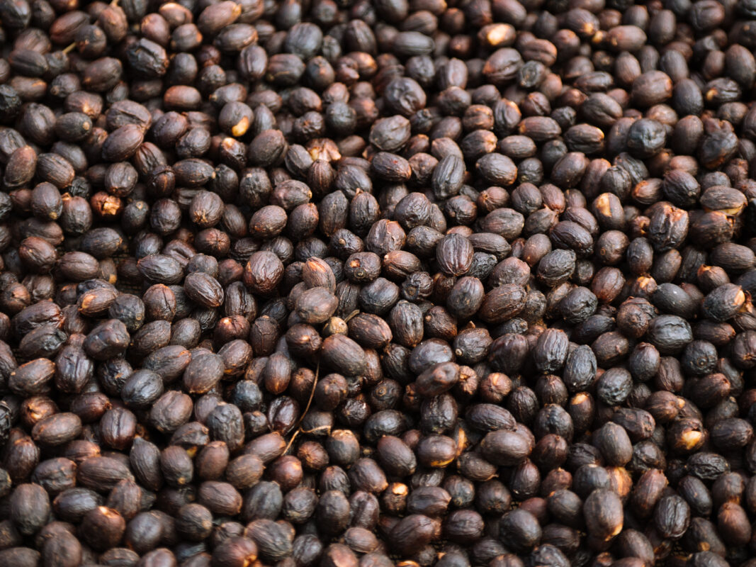 Buy natural coffee from ØNSK - close-up of dried natural coffee