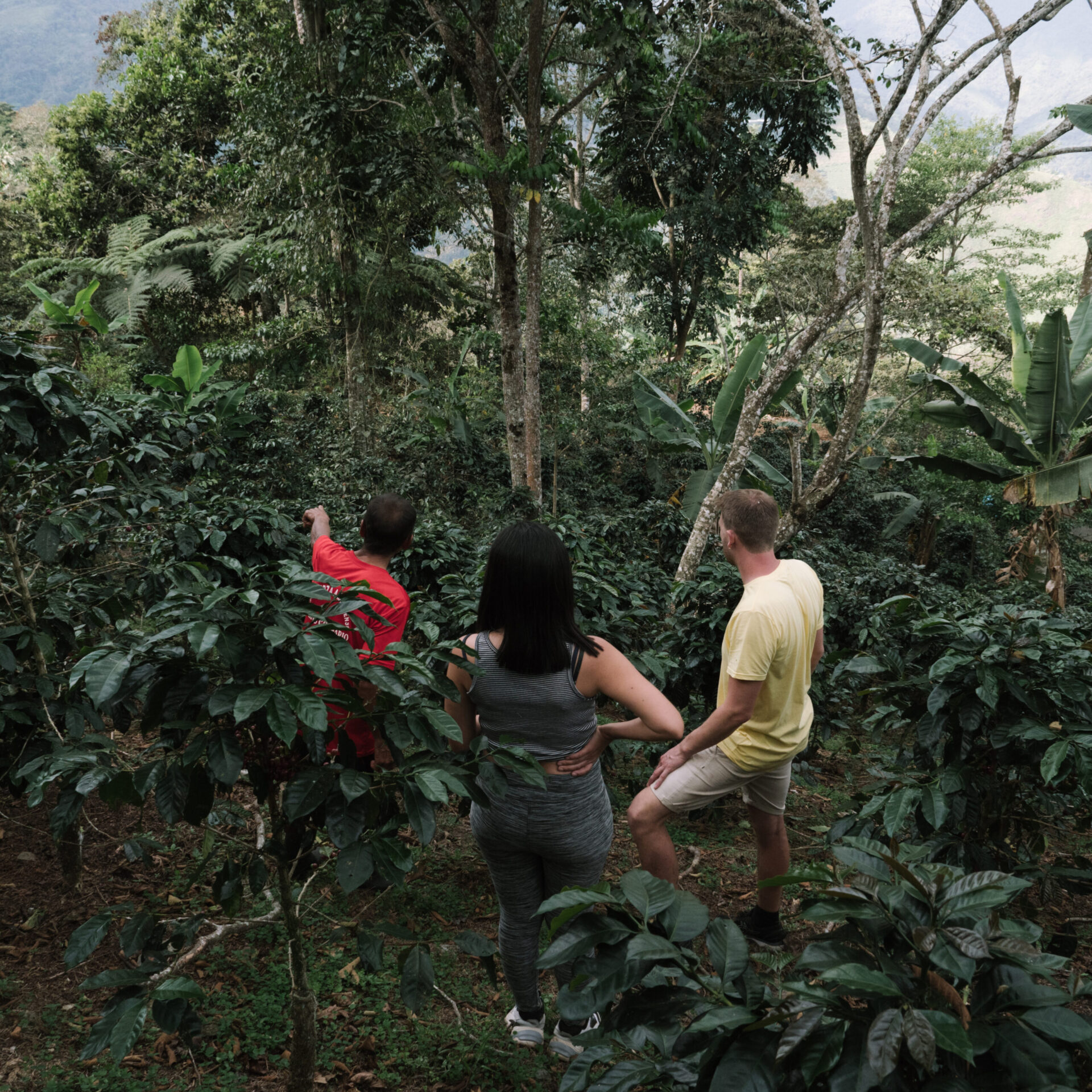 På besøg i kaffemarkerne i Peru