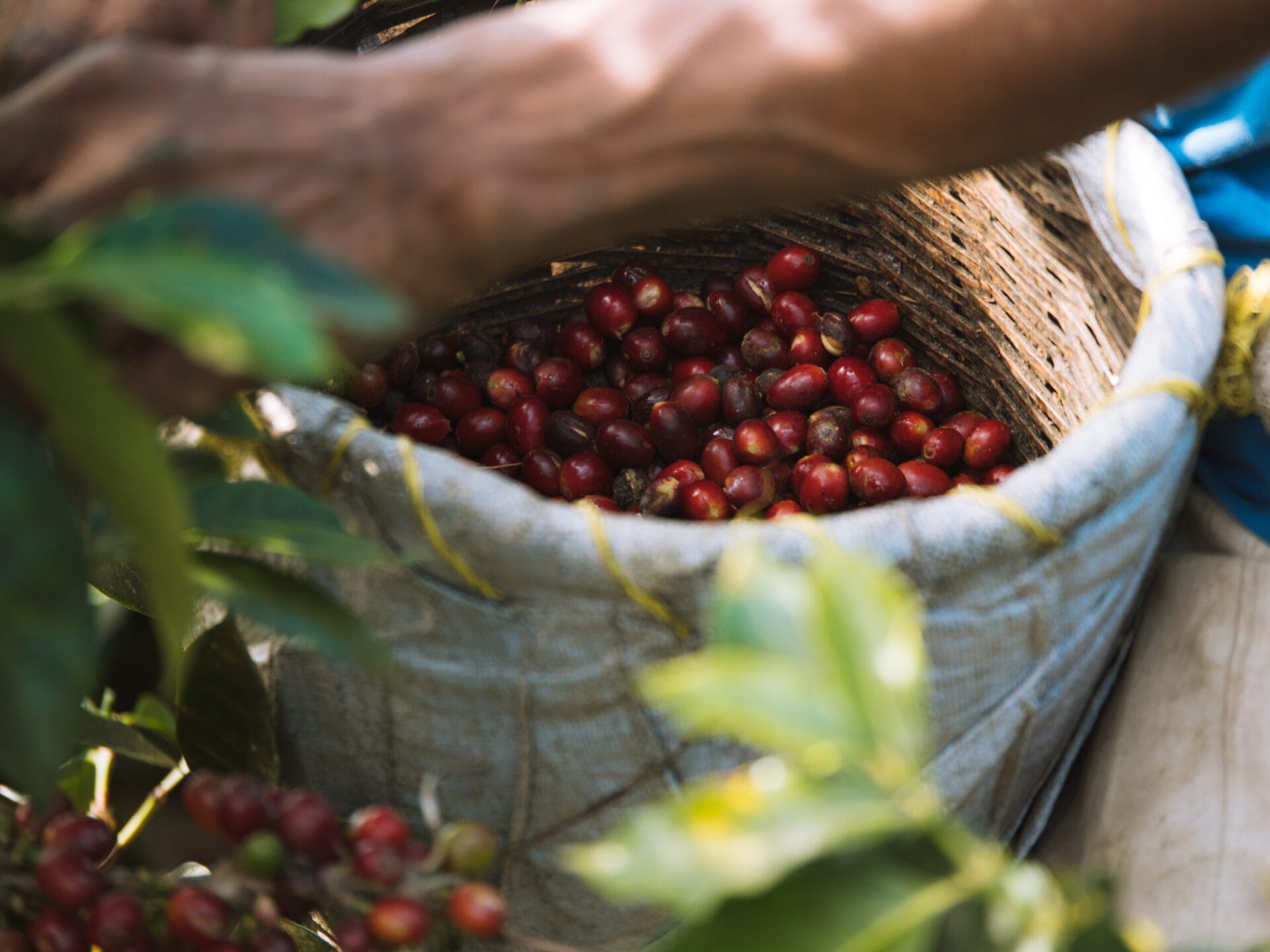 Kaffe-kaffebær-kaffeplukning-ØNSK