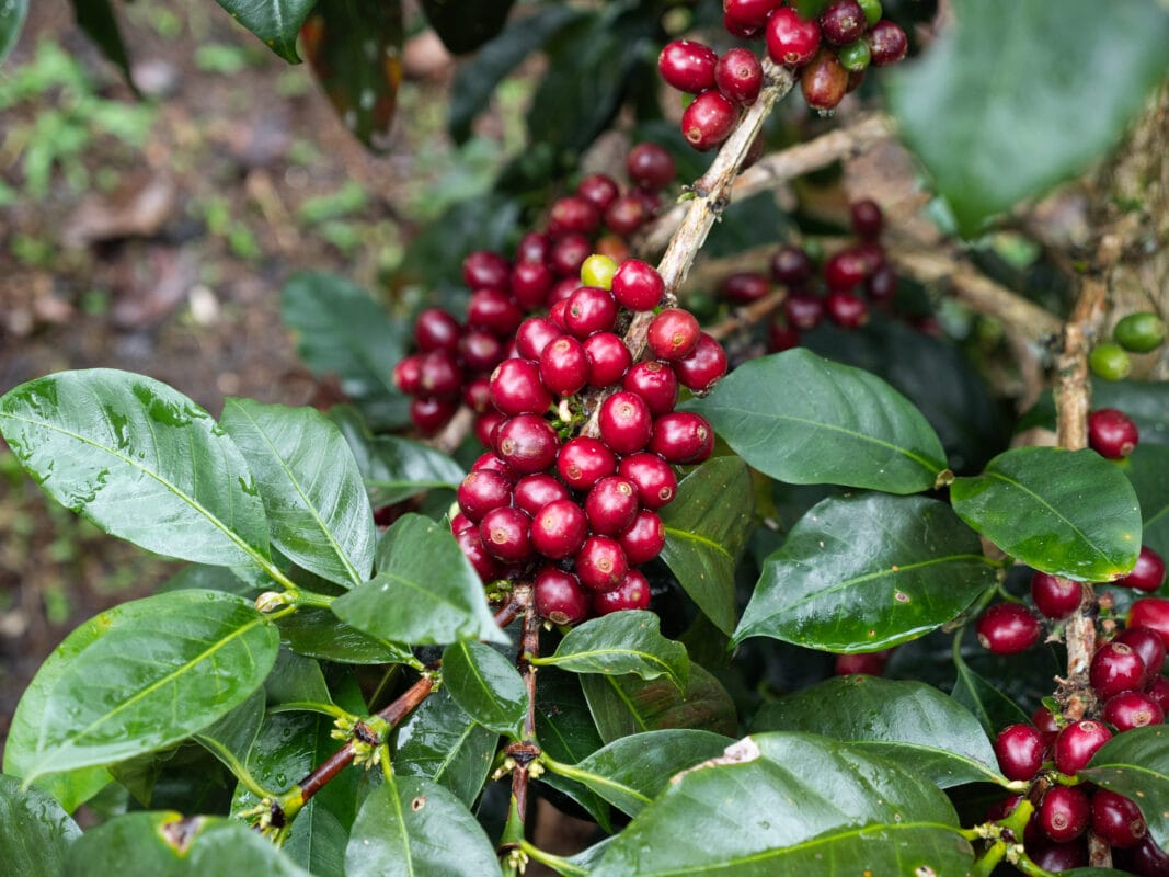 Kaffebær-Cesar-kaffe