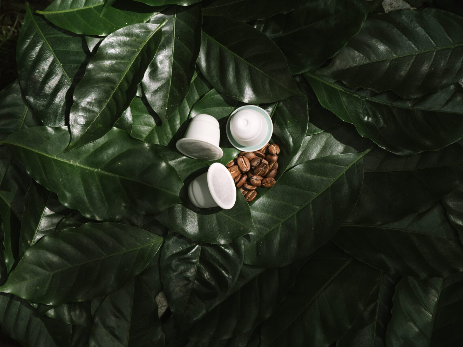 Smagspakke-prøvepakke-kaffekapsler