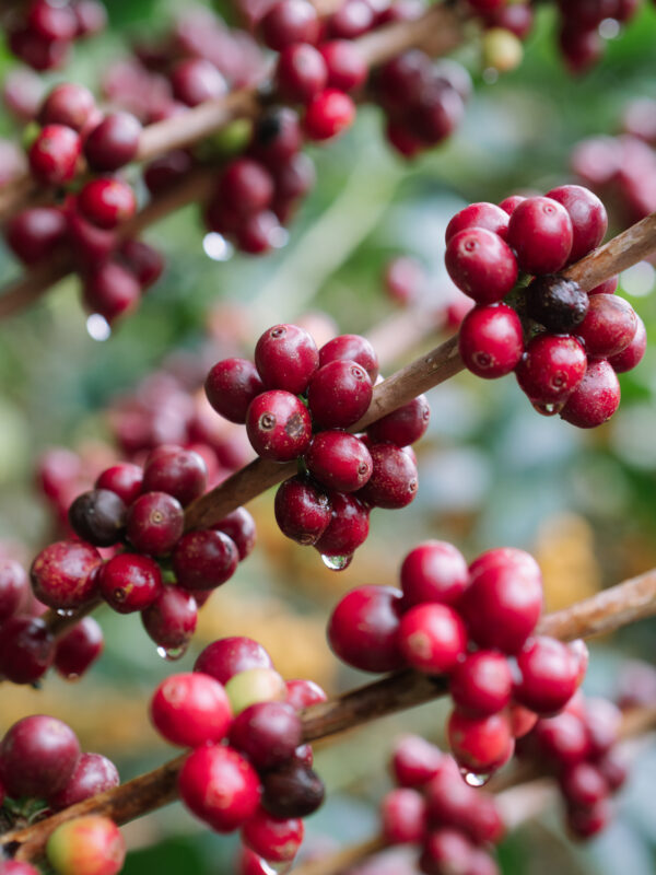 Månedens Kaffe – Leonel Valladares kaffebær-økologisk-kaffe-Cesar