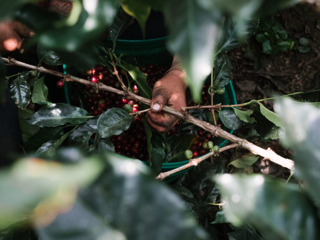 Månedens Kaffe – Leonel Valladares kaffeplukning-kaffebær-kaffehøst