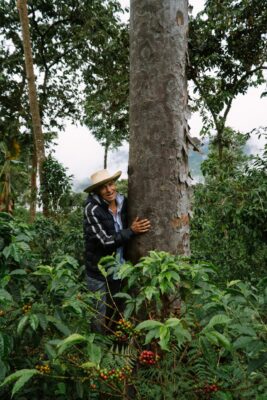 Skovkaffe minimerer CO2 - skyggetræsplantager absorberer CO2