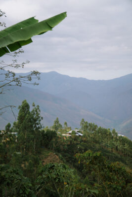 Merci Fernandez - lysristet kaffe - 5000g bøtte (cirkulær emballage) ØKO