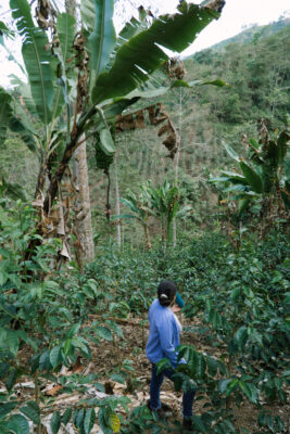 Merci Fernandez - lysristet kaffe - 5000g bøtte (cirkulær emballage) ØKO