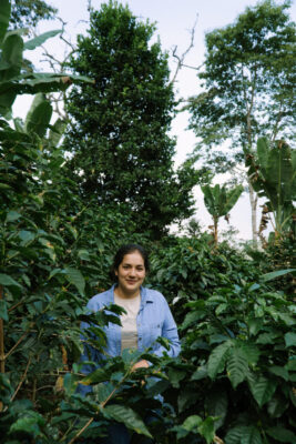 Merci Fernandez - lysristet kaffe - 5000g bøtte (cirkulær emballage) ØKO