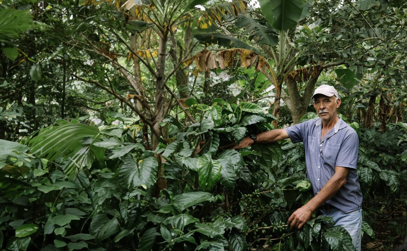 Træplantning for fremtidens kaffe