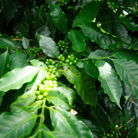Tomas Rivera Café de ALturas 202520