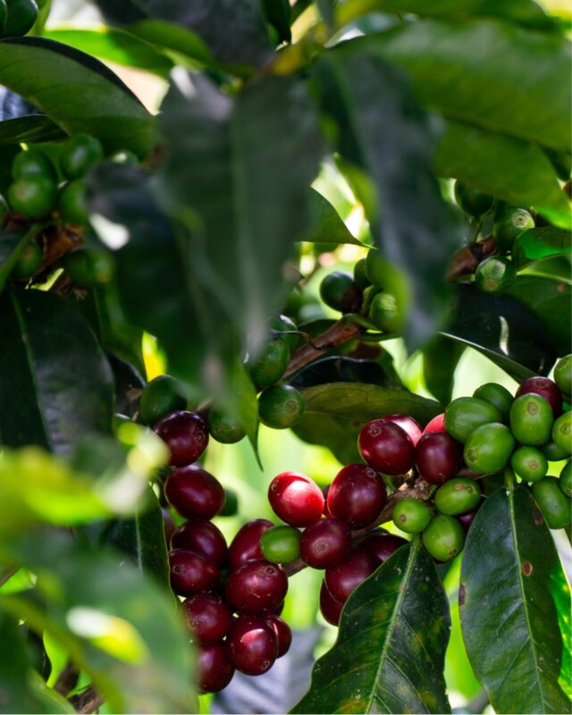 Månedens kaffe - april