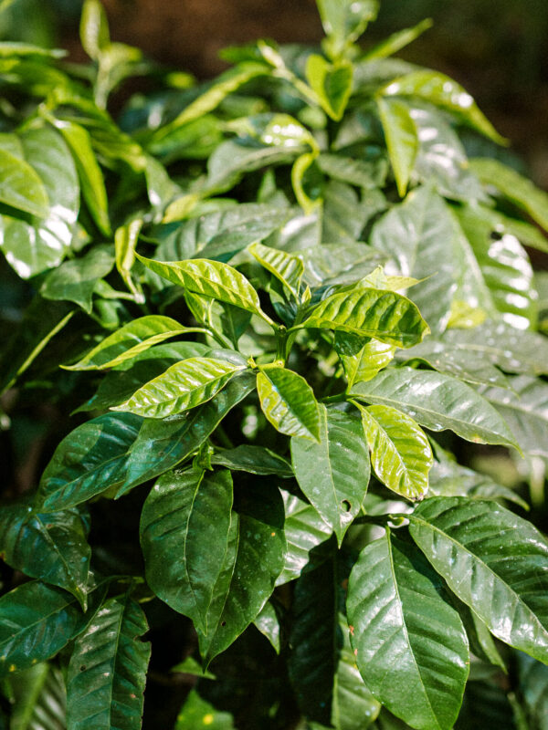 Månedens Kaffe – Douglas Gonzales