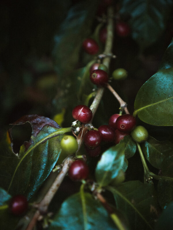 Señoras de Sisle - Mellemristet kaffe - 5000g bøtte (cirkulær emballage) ØKO
