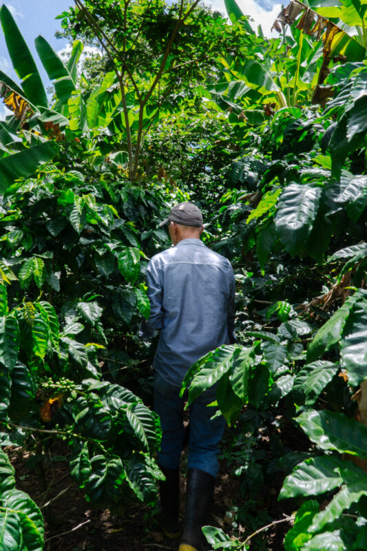 Café de Alturas - Mørkristet kaffe ØKO