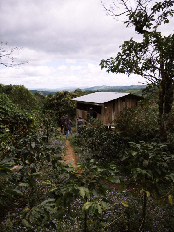 Café de Alturas - Mørkristet kaffe ØKO