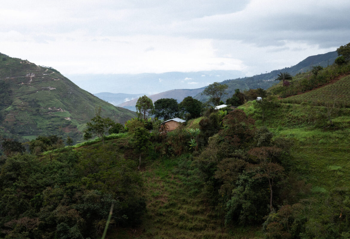 Cesar Sampertegui - Lysristet kaffe ØKO