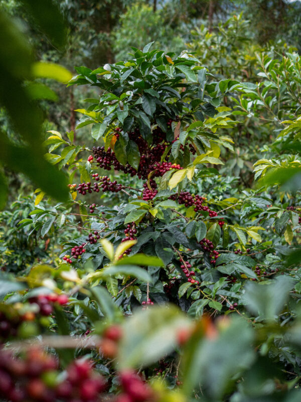 Cesar Sampertegui - Lysristet kaffe ØKO