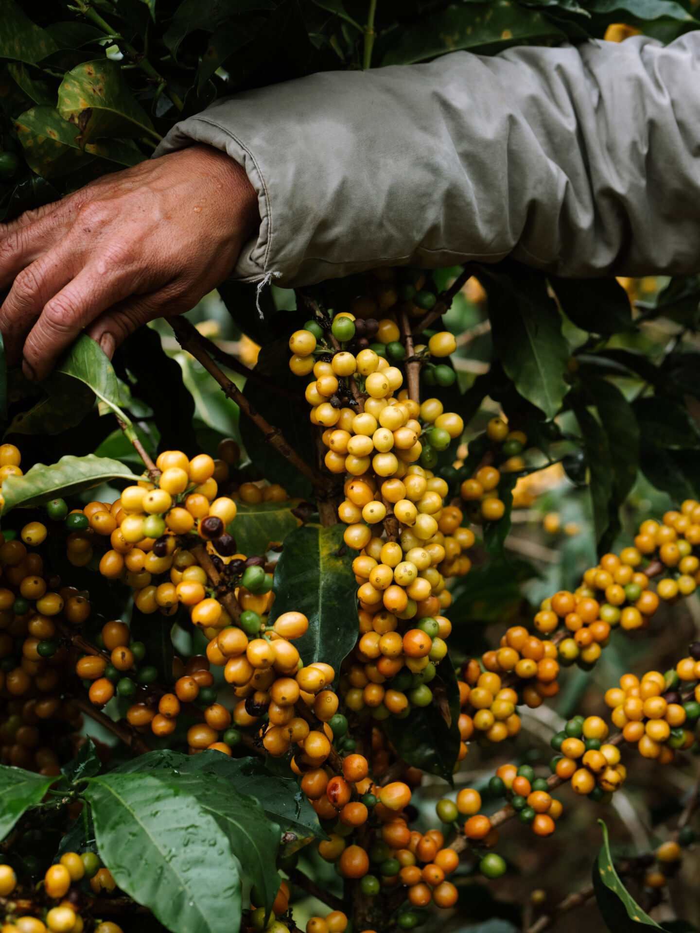 Cesar Sampertegui - Lysristet kaffe ØKO