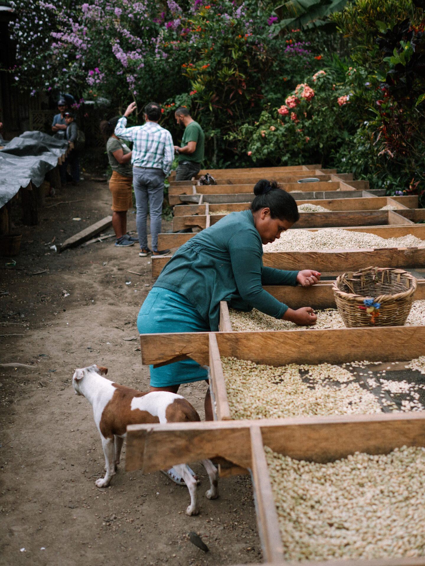Corcasan - Mørkristet kaffe ØKO