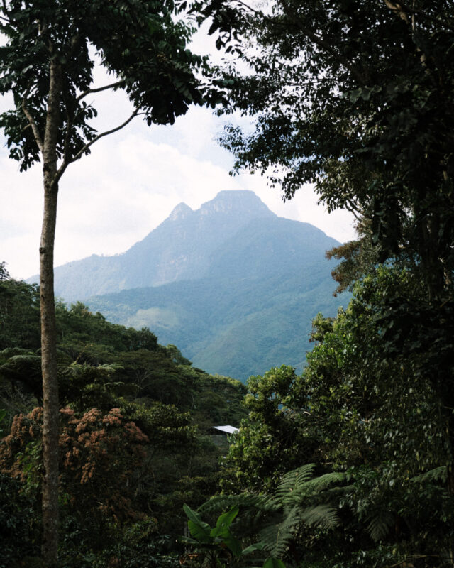 El Palto - Mørkristet kaffe ØKO