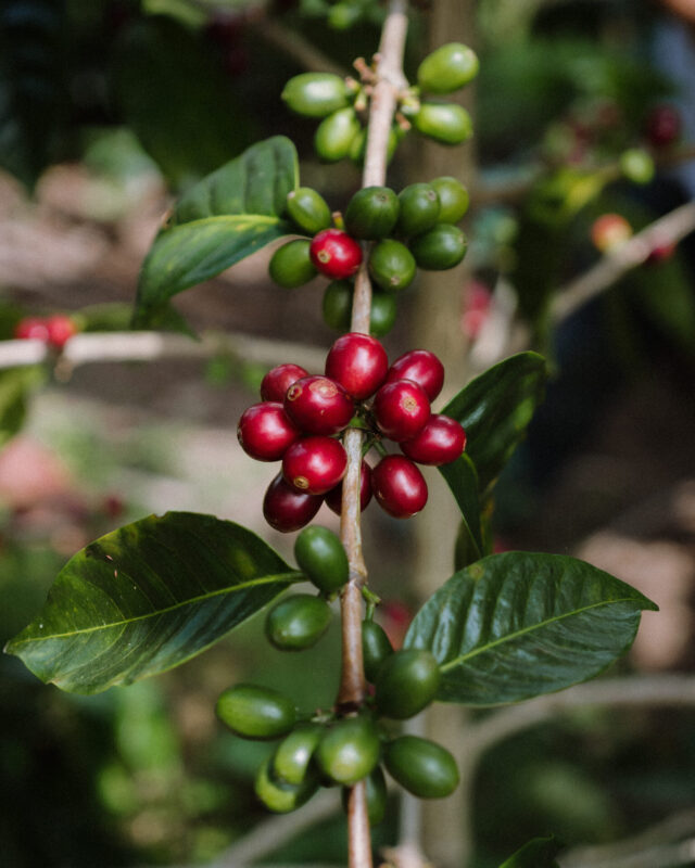 El Palto - Mørkristet kaffe ØKO