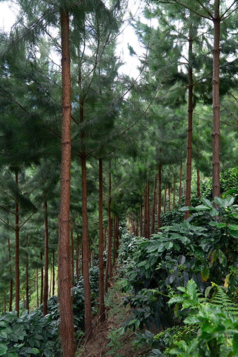 El Palto – Verdens Skove Edition