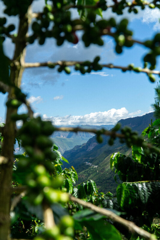 Månedens Kaffe – marts