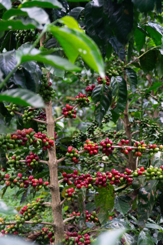 Månedens Kaffe – marts