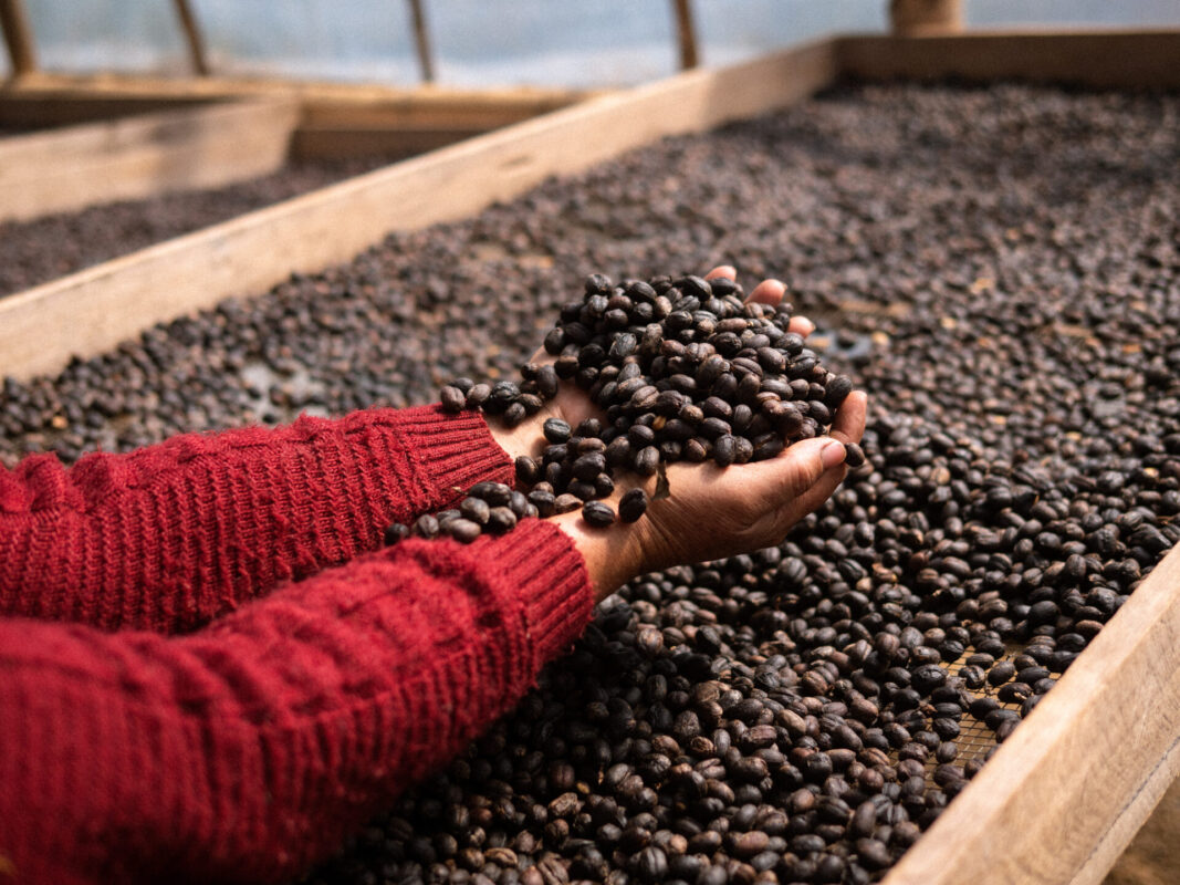 Kuska - Mellemristet kaffe ØKO