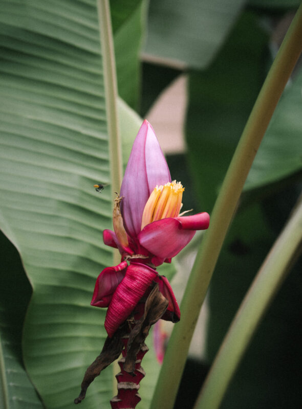 Leonel Valladares - Mellemristet kaffe ØKO