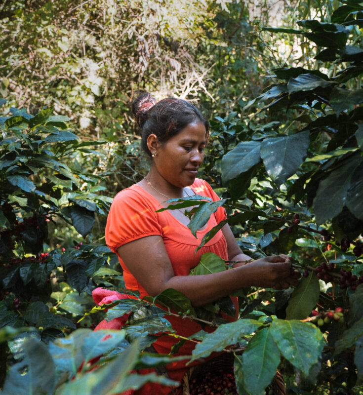 Leonel Valladares - Mellemristet kaffe ØKO