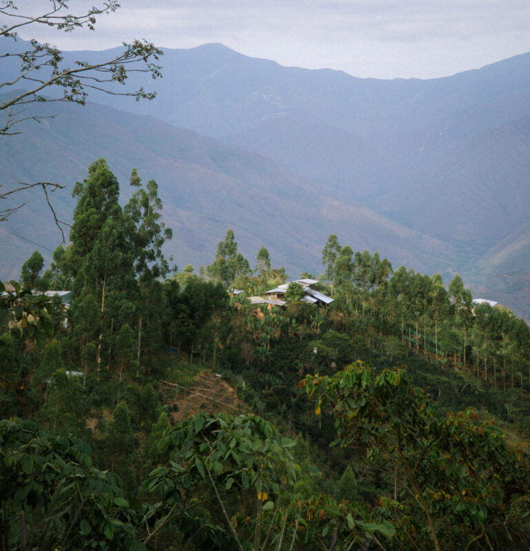 Merci Fernandez - lysristet kaffe ØKO