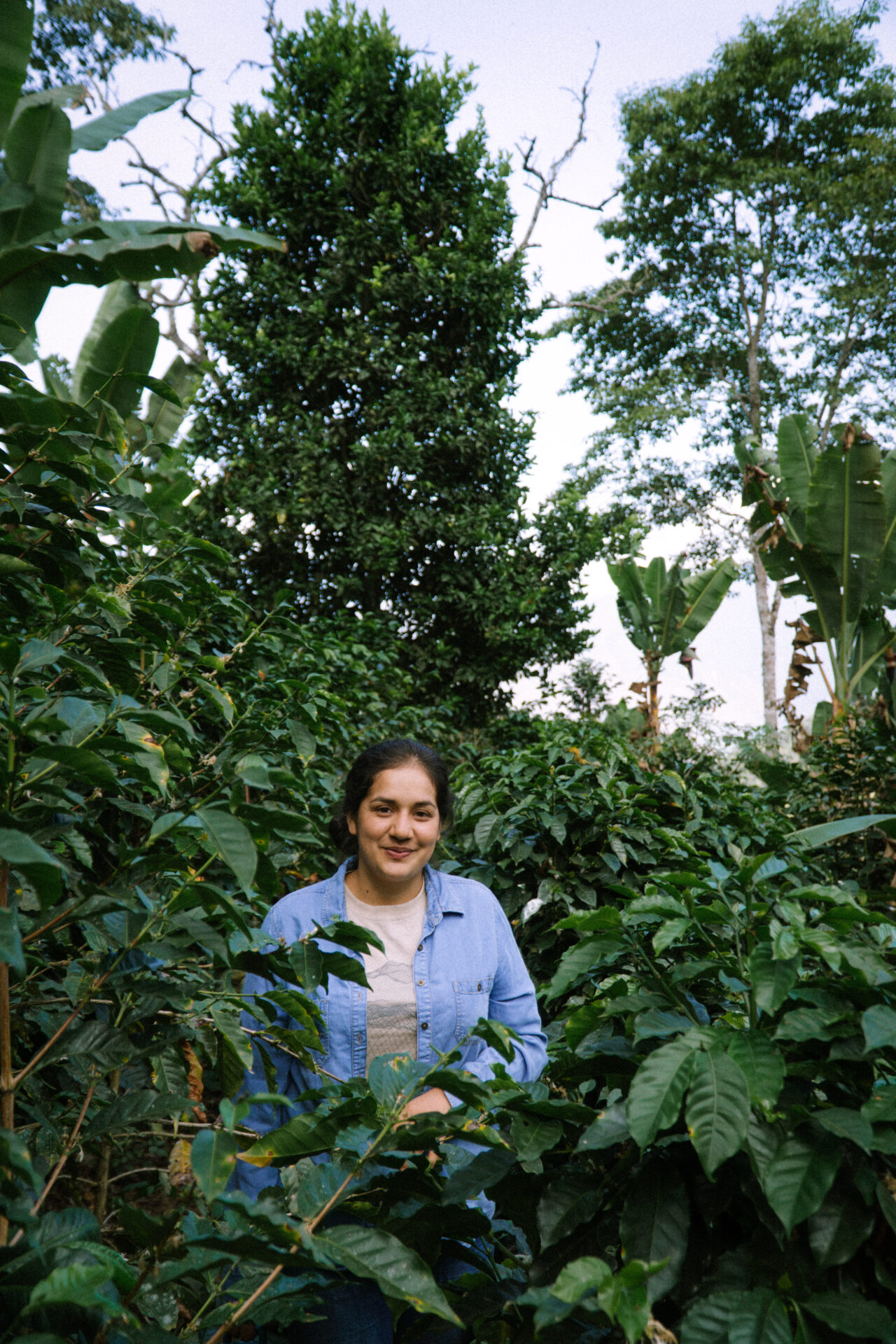 Merci Fernandez - lysristet kaffe ØKO