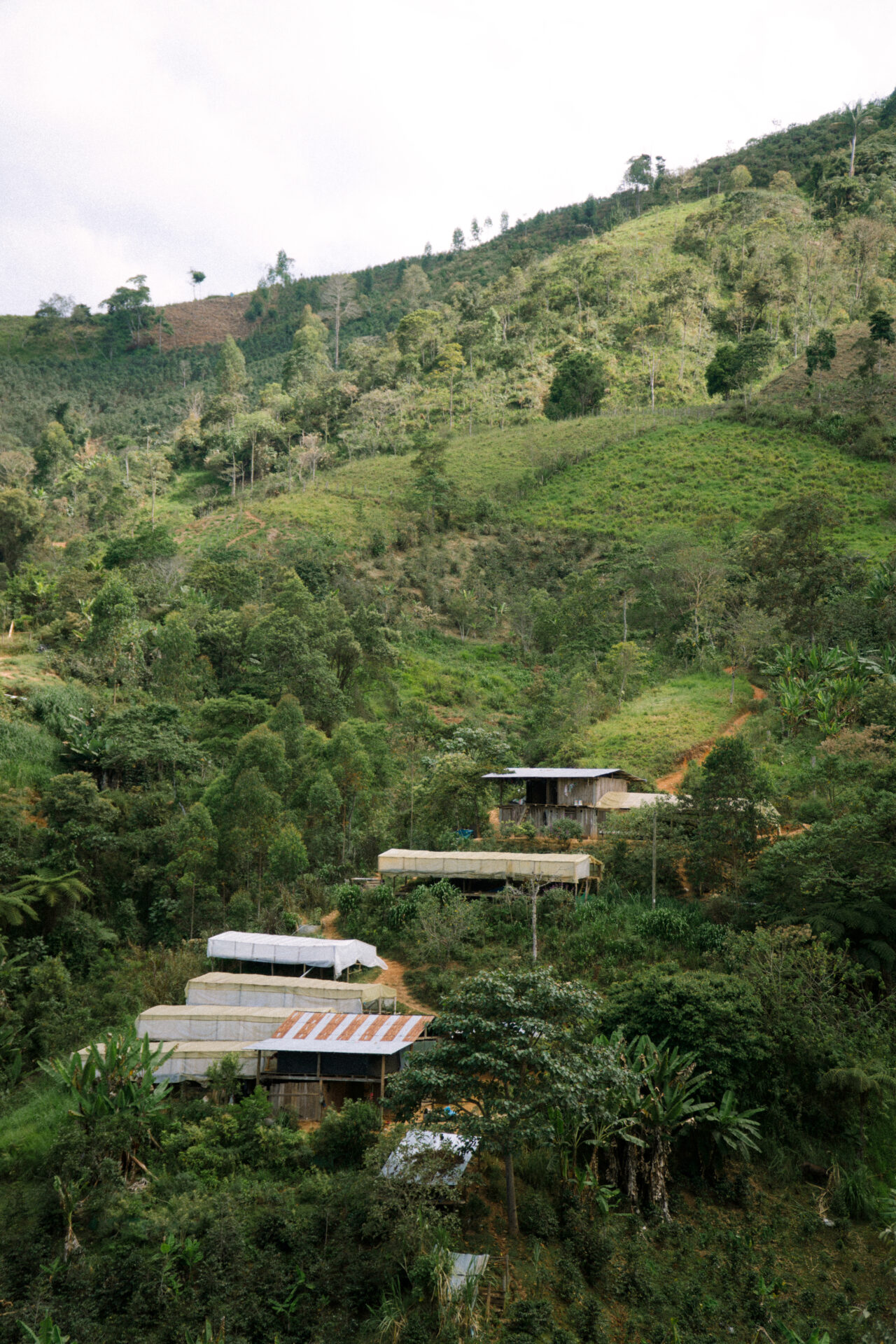 Merci Fernandez - lysristet kaffe ØKO