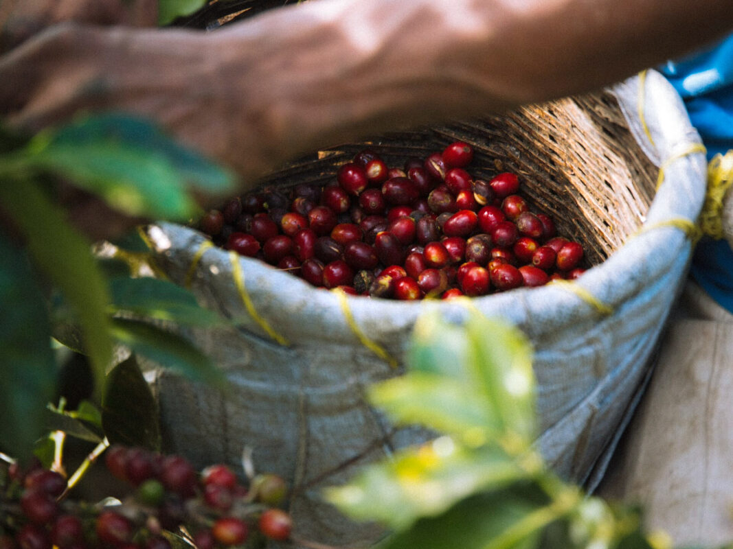 Las Segovias - Mellemristet kaffe ØKO