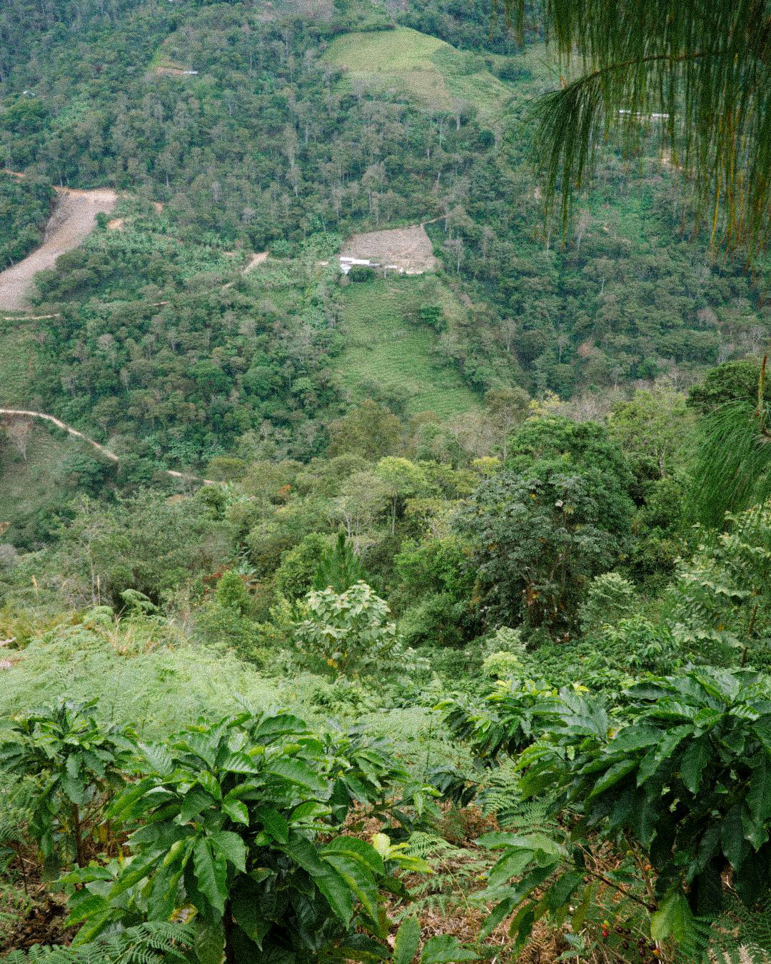 Las Segovias - Mellemristet kaffe ØKO