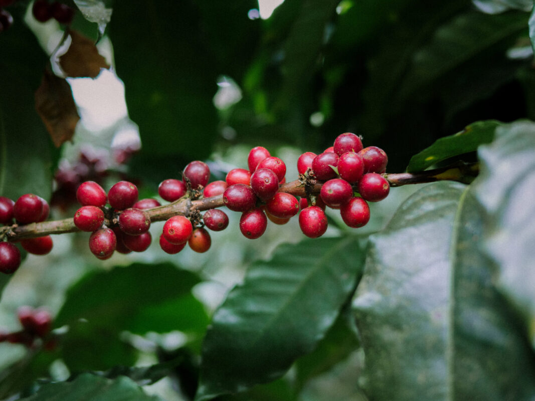 Las Segovias - Mellemristet kaffe ØKO