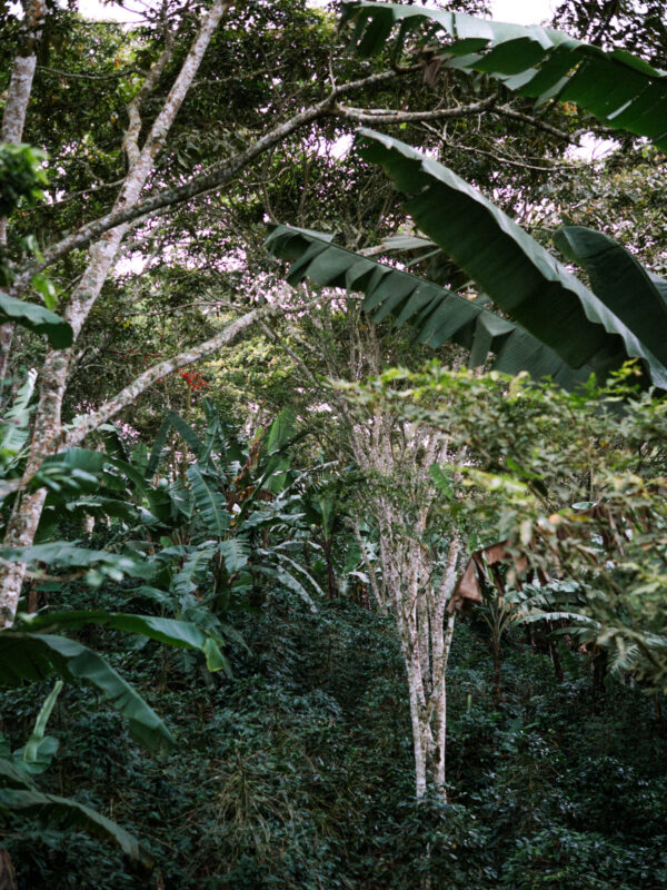 Las Segovias - Mellemristet kaffe ØKO