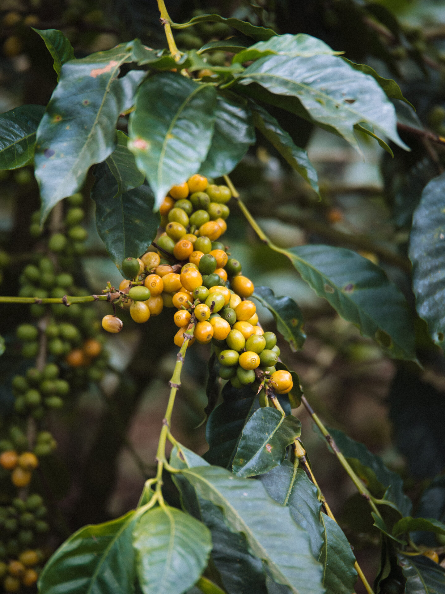 Las Segovias - Mellemristet kaffe ØKO