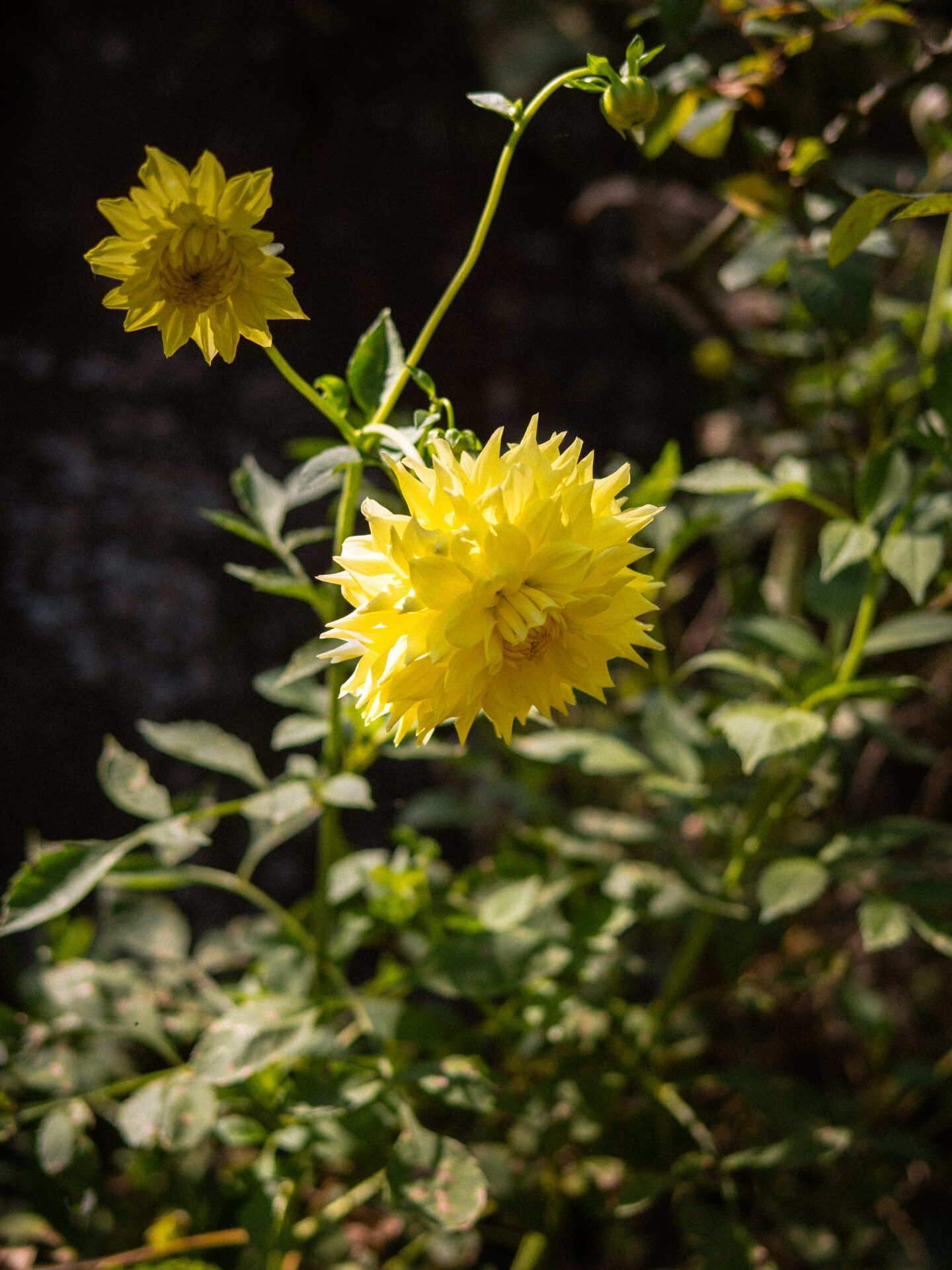 Señoras de Sisle - Mellemristet kaffe ØKO