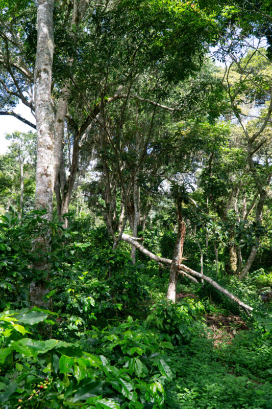 Señoras de Sisle - Mellemristet kaffe ØKO