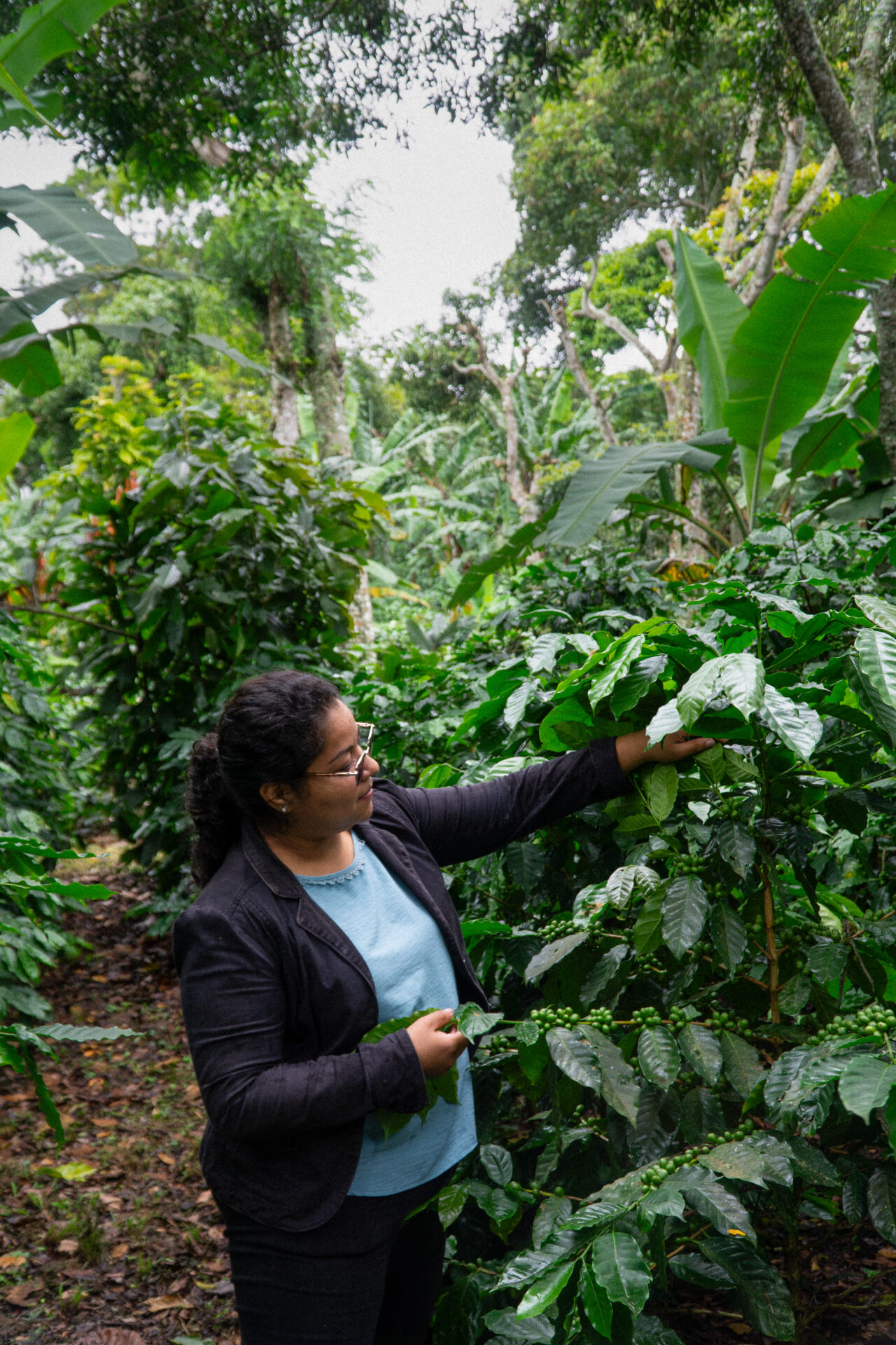 Señoras de Sisle - Mellemristet kaffe ØKO