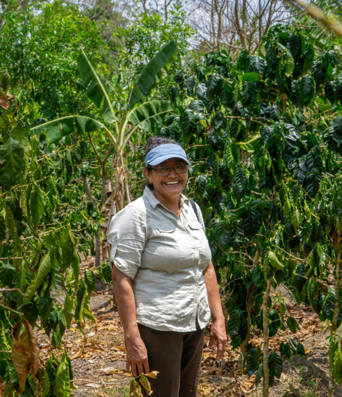 Señoras de Sisle - Mellemristet kaffe ØKO