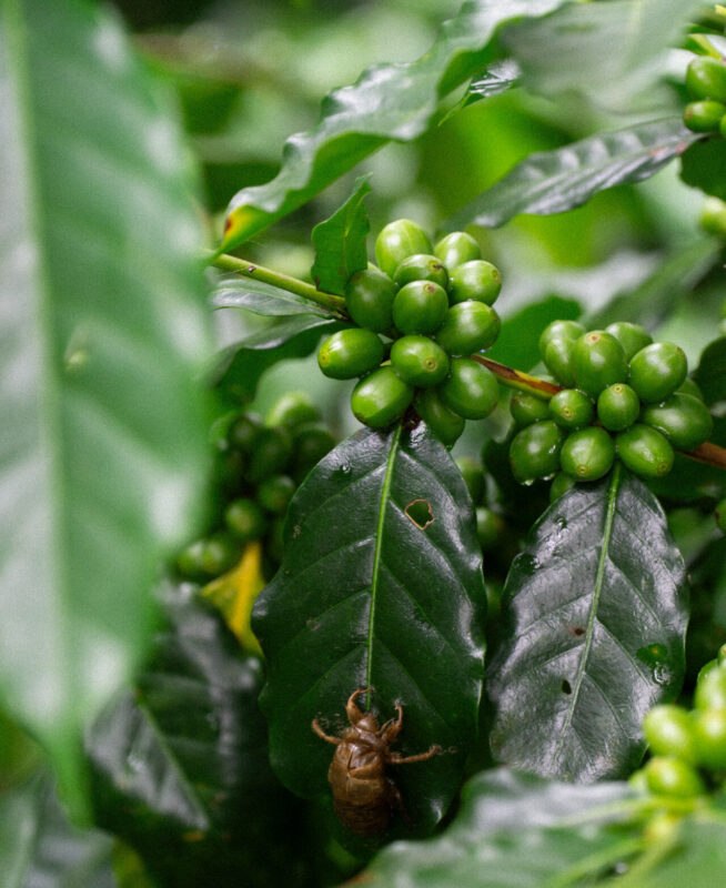 Månedens Kaffe – Douglas Lopez