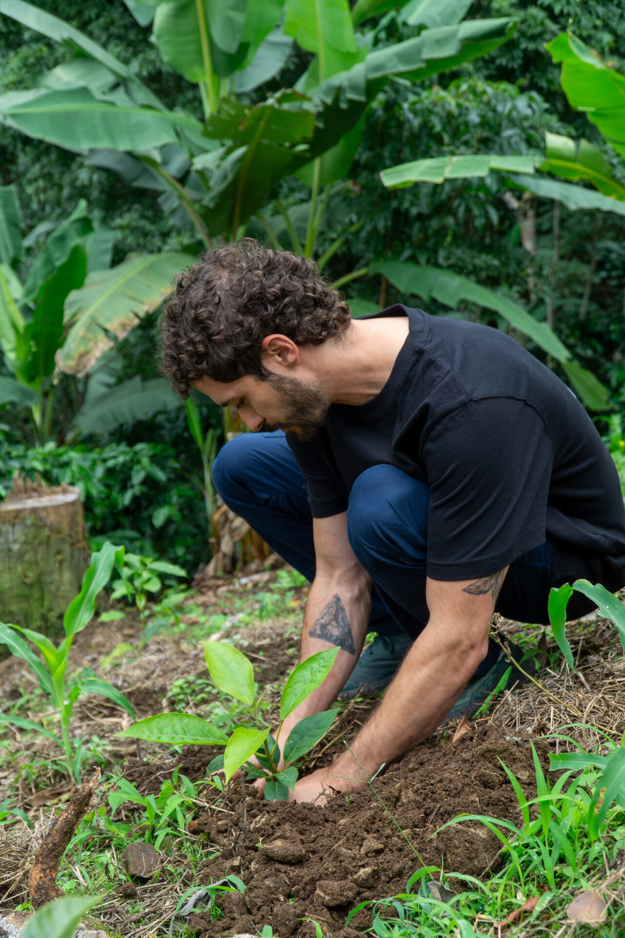 Træplantning for fremtidens kaffe