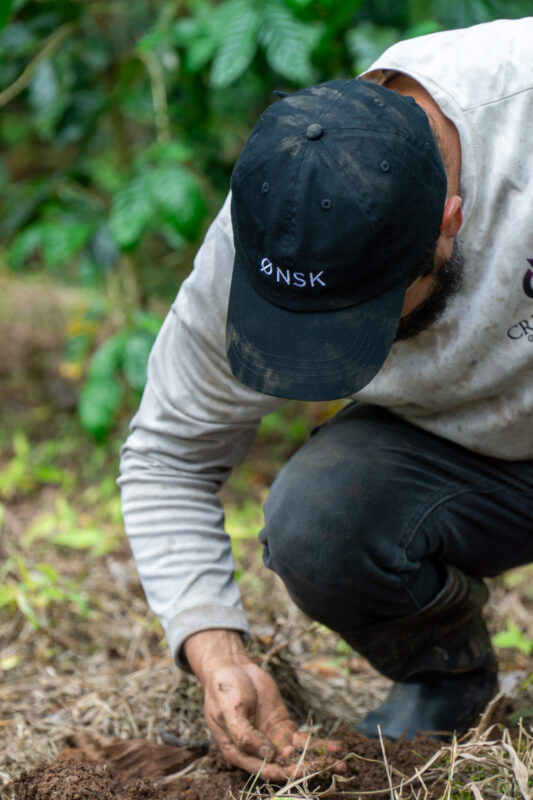 Træplantning for fremtidens kaffe