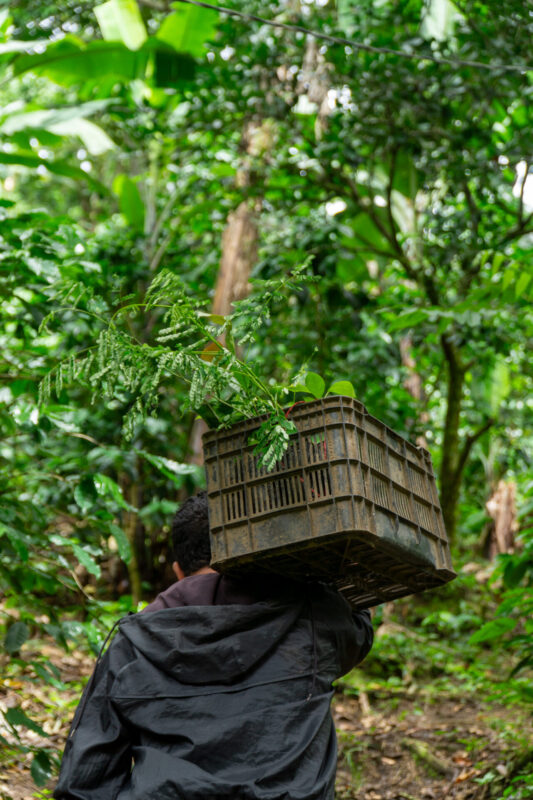 Træplantning for fremtidens kaffe