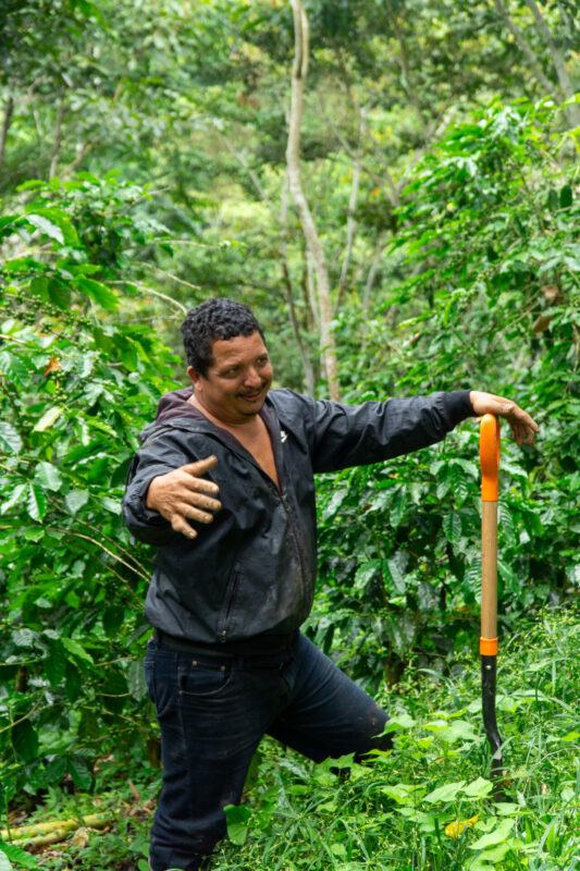 Træplantning for fremtidens kaffe